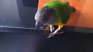 Parrot Facts  Senegal Parrot sounds [upl. by Nayb]