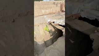 Green parrot big hole chala gya£amp“”amp£MImran [upl. by Pauwles]