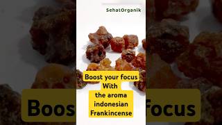 Unlock Better Focus The Power of Indonesian Frankincense essence health [upl. by Suoinuj]