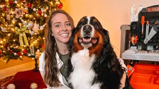 Bernese Mountain Dog And Toddlers Christmas [upl. by Canada441]