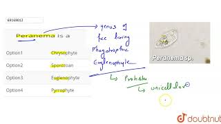 Peranema is a [upl. by Madeleine632]
