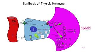 Quick review of thyroid hormone synthesis [upl. by Saihtam]