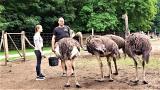 Lohsa Zu Besuch auf der Straußenfarm  LAUSITZWELLE [upl. by Ebarta]