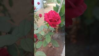 Roojapoonthottam🌹roja roja song youtubeshorts rose rosé shorts [upl. by Akinert977]