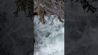 Rheinfall🇨🇭 wasserfall strömung nature [upl. by Kevan533]