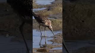 The avocet bird is reflected in the water as it searches for food in the mudflats 🥰😍😘 [upl. by Akirderf]