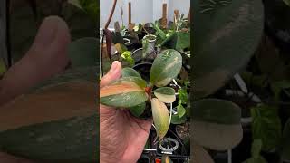 Philodendron Black Cardinal Varigata plants garden housplants [upl. by Eseenaj780]