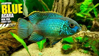 quotBlue Acara  A Stunning Showcase of Andinoacara Pulcherquot FISH4U [upl. by Nnalyrehs]