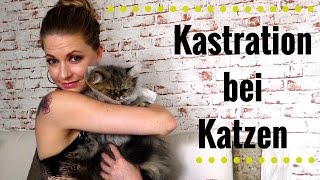 Katze Mähne wird kastriert  Vorbereitung Erfahrung Umgang [upl. by Japha]