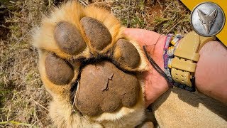 Would You Hold PAWS with a LION [upl. by Knudson]