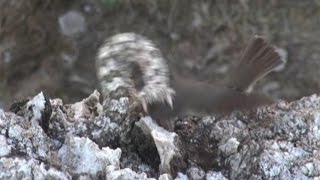 Iranian spidertailed viper tricks bird [upl. by Yelyr]