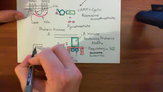 Gastric Acid Secretion Part 6 [upl. by Zosima]