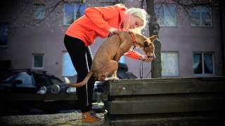 Dogparkour Sweden BALANS [upl. by Atnohs692]