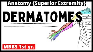 Dermatomes Anatomy  MBBS 1st year  Upper limb [upl. by Aria]