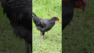 Easter Egger  Australorp Mixed Rooster [upl. by Gora600]