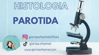 Histología para Medicina Glándula Parótida [upl. by Anirtac51]