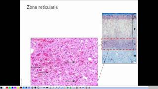 Morphology of the adrenal gland  presentation [upl. by Malin]