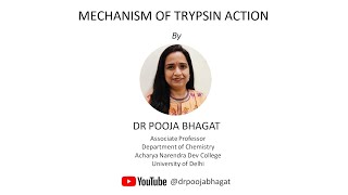 Mechanism of Trypsin Action [upl. by Nidroj]