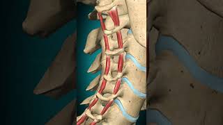 Lateral posterior cervical intertransversarii action Vertebral column Lateral flexion anatomy [upl. by Carbo]