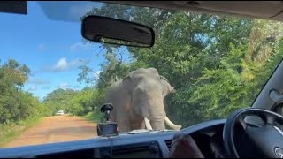 Wild Elephant Attack 🐘😮 in Sri Lanka 🇱🇰  Mighty Tusker Attack Tourist Van [upl. by Ecinnej]