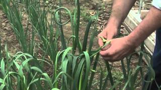 Garlic in the Home Garden Removing Scapes [upl. by Nonah241]