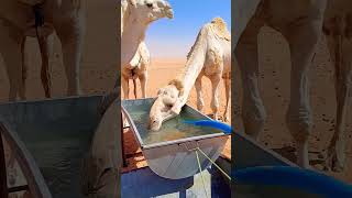 Subhan Allah ❤❤❤😍mashalallahcamellifeanimals camelamazingfactswhitecamel storymotivation [upl. by Cletus]