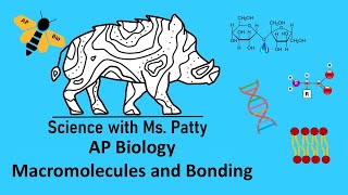 AP Bio  Macromolecules and Bonding Unit 1 [upl. by Nicodemus]