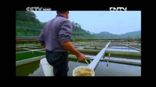 Goldfish Breeding  Documentary Journeys in Time 09042012 PART 2 OF 2 [upl. by Richy232]