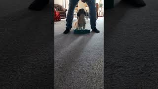 Dog Training 🐶🥰puppy shihtzu dogs cute hundephysiofunnyshorts [upl. by Montfort]