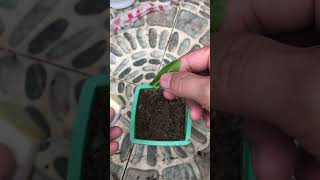 tips for propagating Ixora coccinea flower leaves in sand [upl. by Eleni]