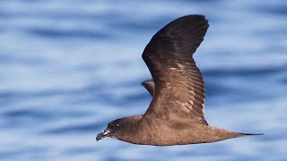 Jouanins petrel Bulweria fallax forage flight over water [upl. by Poucher]