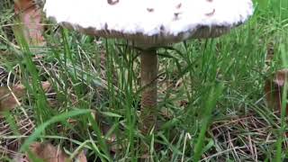 PARASOL mushroom  Őzlábgomba  Parasolpilz [upl. by Capp]