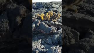 Walking on another planet Galapagos Cruise Part 5 shorts [upl. by Frederique]