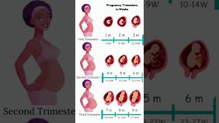 Pregnancy Trimesters in Weeks 😍🥰 embryo fetus share [upl. by Ffej]