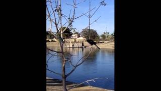 Vocalizations of a GreatTailed Grackle [upl. by Assele]