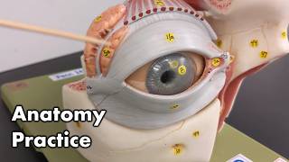 Eye Anatomy  Review and Quiz [upl. by Naeroled]