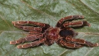 Avicularia – The “bird eating” tarantulas [upl. by Gauldin]