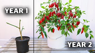 Here’s How to REGROW the Same Pepper Plant Every Year How to Overwinter Your Peppers [upl. by Mirisola138]