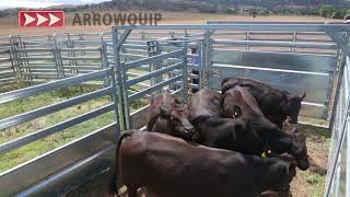 Cattle Forcing Yard  Arrowquips Bud Box Demo [upl. by Garate]