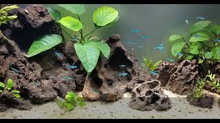 Green Neon Tetra  Species Spotlight  Care guide Paracheirodon simulans [upl. by Verneuil397]