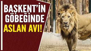 BAŞKENTTE FİRARİ ASLAN PANİĞİ [upl. by Yniatirb]