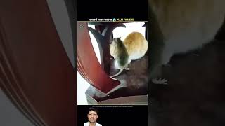 Janwaro Ke Sabse Gajab Ke Karname 😂👀 funny cat amazingfacts animals factsinhindi fact [upl. by Akinajnat]