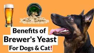 Brewers Yeast Benefits Side Effects and More [upl. by Ilysa]