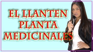 El Llanten Planta Medicinal [upl. by Servetnick]