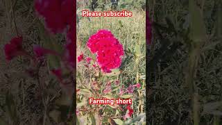 💥💥Please subscribe 💥💥 trending automobile farming HMRBOYBLOG [upl. by Ricca]