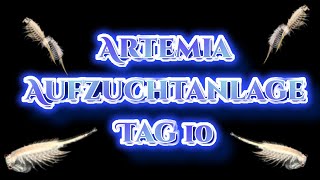 Artemia Aufzuchtanlage Tag 10 Folge 17 [upl. by Teddie]