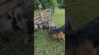 German Shepherds instinctively herding our pigs [upl. by Lukasz]