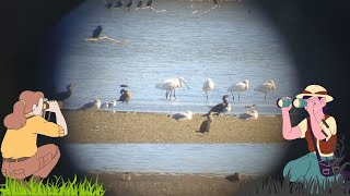 Eurobirdwatch 2024  LIPU Rende Riserva Naturale del Lago di Tarsia [upl. by Gnouhp]