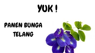 YUK  PANEN BUNGA TELANG [upl. by Gloria629]