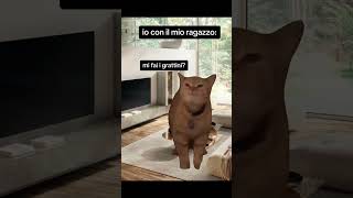 Gatto coccole shorts gatto gattidivertenti catmemes [upl. by Nnaylloh]